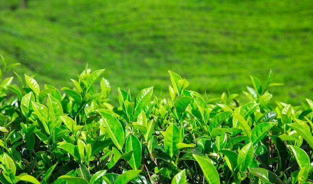 Tea plantation