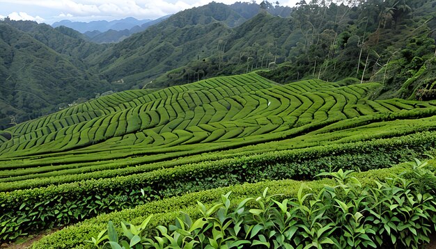 tea plantations in cameron highland