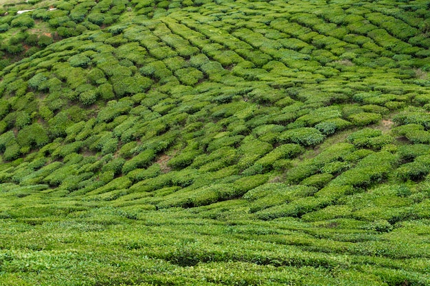 Tea plantations cameron valley. green hills in the highlands of malaysia. tea production. green bushes of young tea.