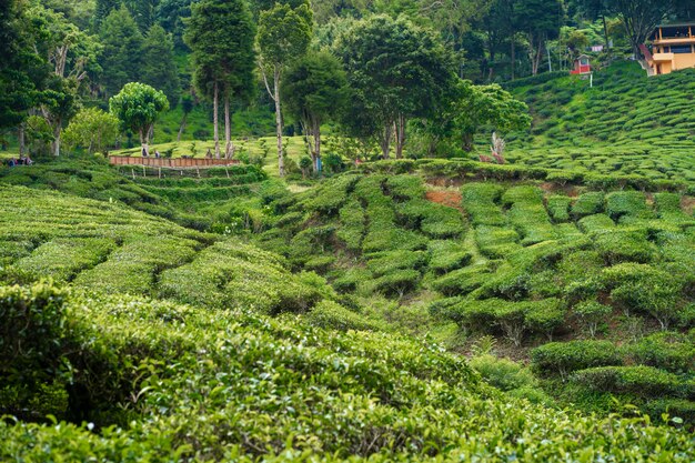 Tea plantations Cameron Valley. Green hills in the highlands of Malaysia. Tea production. Green bushes of young tea.