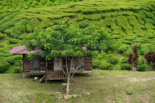 Tea plantations Cameron Valley. Green hills in the highlands of Malaysia.