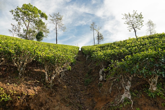 Paesaggio verde delle piantagioni di tè a nuwara eliya