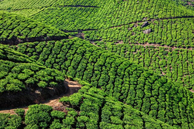 Tea plantations in india