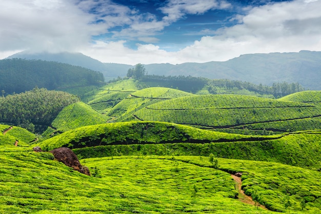 Tea plantations, India