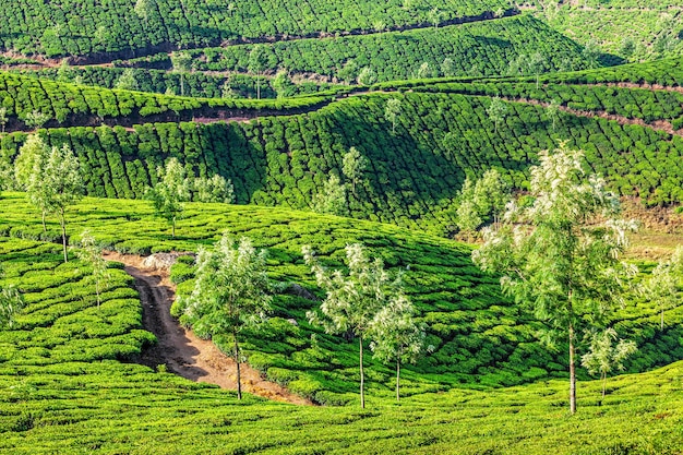 Чайные плантации утром в Индии