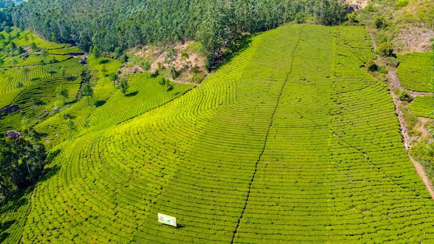 Munnar, 케 랄라, 인도에 차 농장. 푸른 언덕의 아름다운 전망.