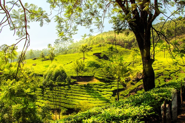 Munnar, 케 랄라, 인도에 차 농장.