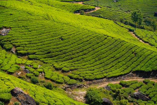 インド、ケララ州ムンナールの茶畑。