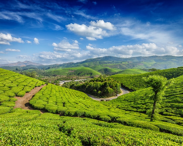 茶畑、ムンナール、ケララ州、インド