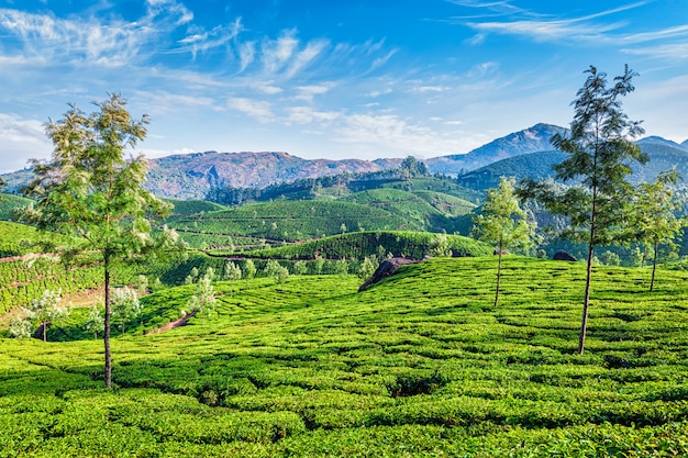 차 농장, Munnar, 케 랄라 주, 인도