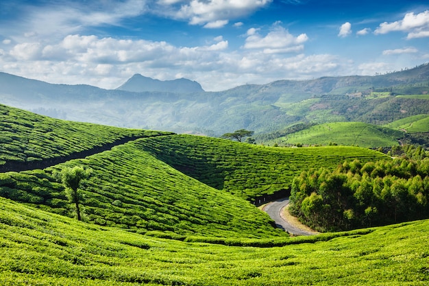 차 농장, Munnar, 케 랄라 주, 인도