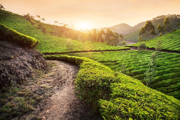 Tea plantations at sunset