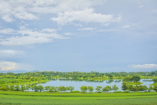 写真 空の下の茶畑。