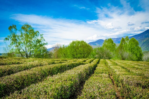 Tea plantations in the valley among the hills