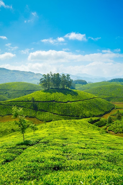 Tea plantations