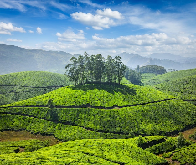 Tea plantations