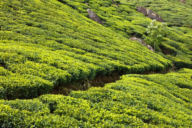 Tea plantations