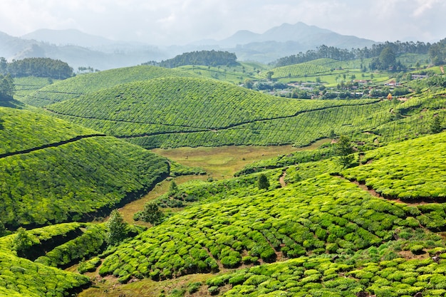 Tea plantations
