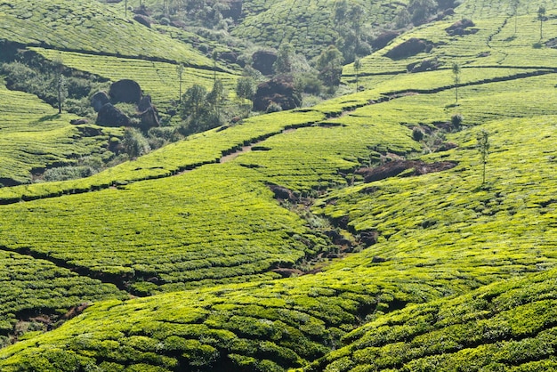 Tea plantations