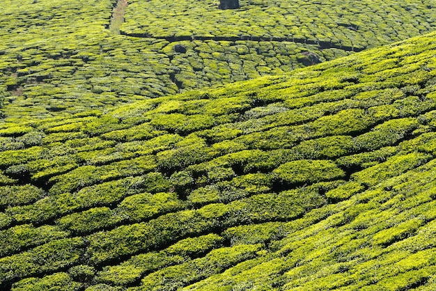 Tea plantations