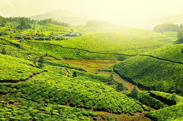 Tea plantations