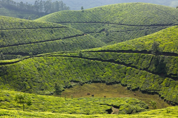 Tea plantations