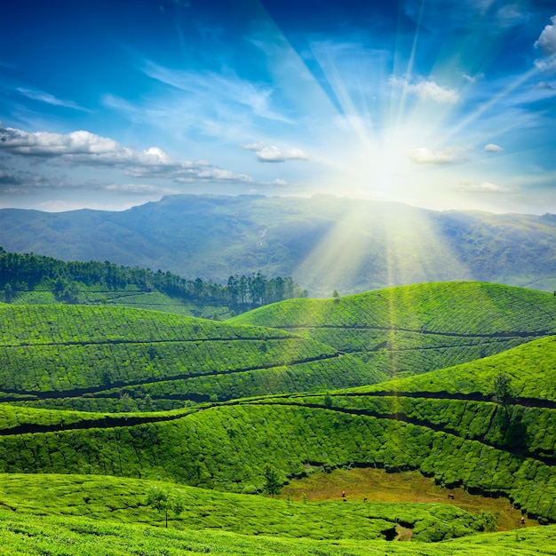 Tea plantations