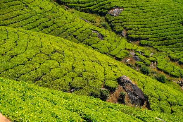 Tea plantations