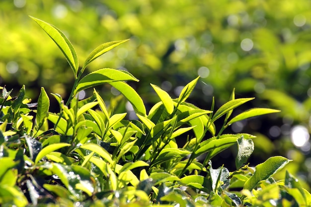 Tea plants