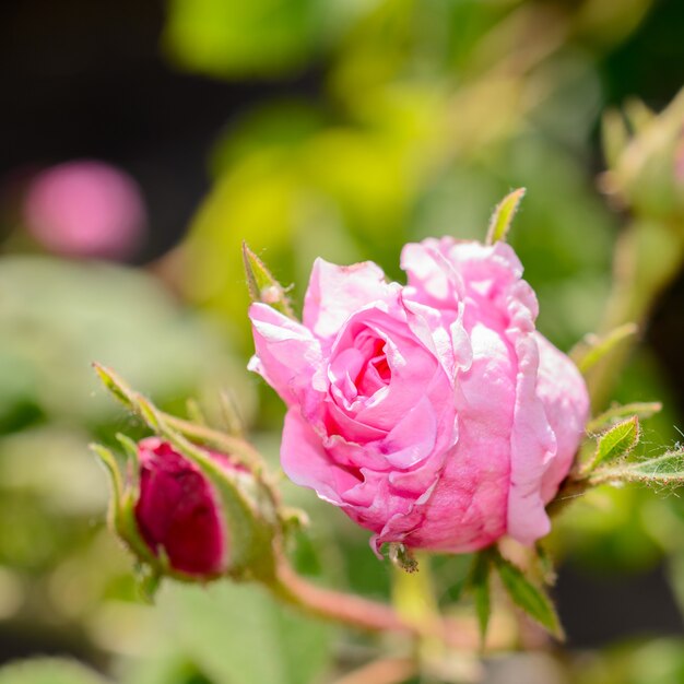 Tea Rose bloeide in de tuin