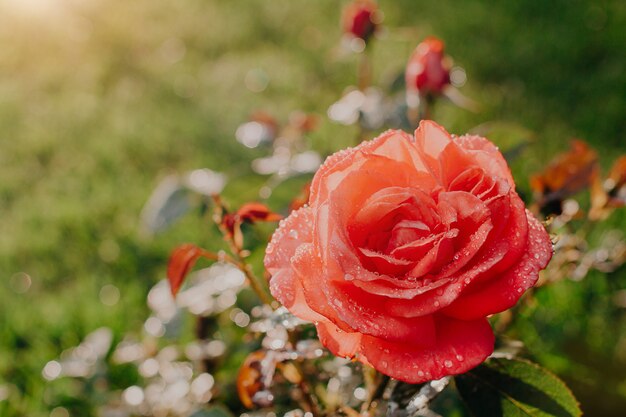 tea rose flower in the garden at sunset. wet rose flower after rain 