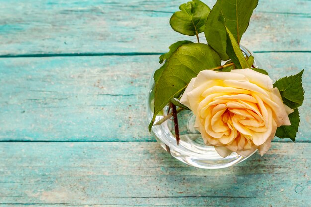 Tea rose in a glass vase. Romantic mood concept