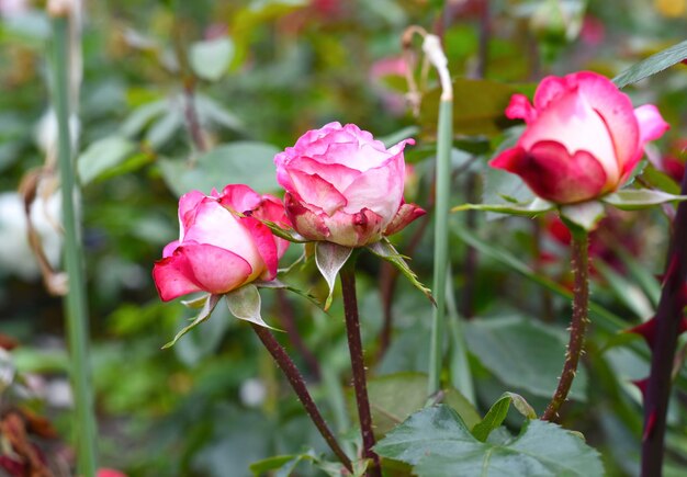 Photo tea rose with buds on green background