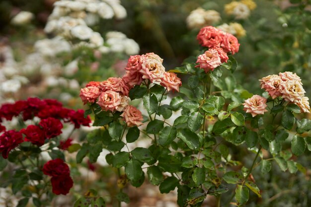 tea roses in the garden close-up. floral background. Roses