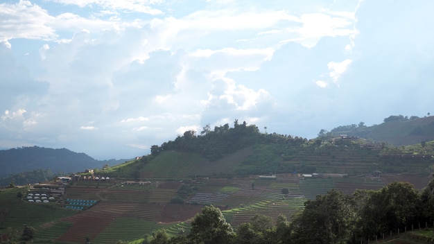 Tea step field and mountain view