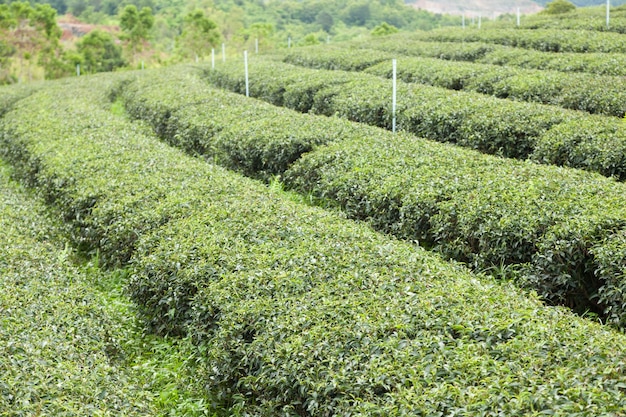 Tea tree farm