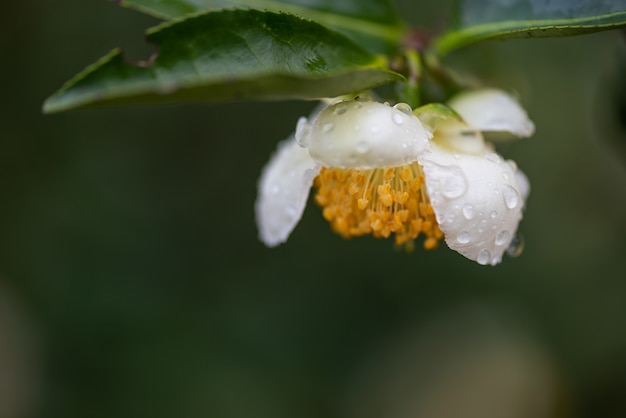 Fiori dell'albero del tè sotto la pioggia, petali con gocce di pioggia