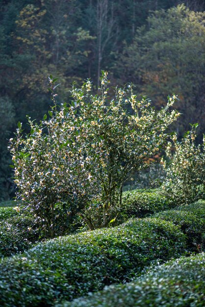 太陽の下で茶園の茶の木の花