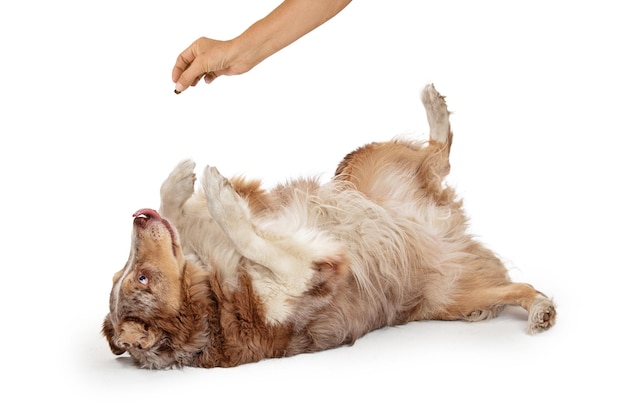 古い犬に新しいトリックを教える