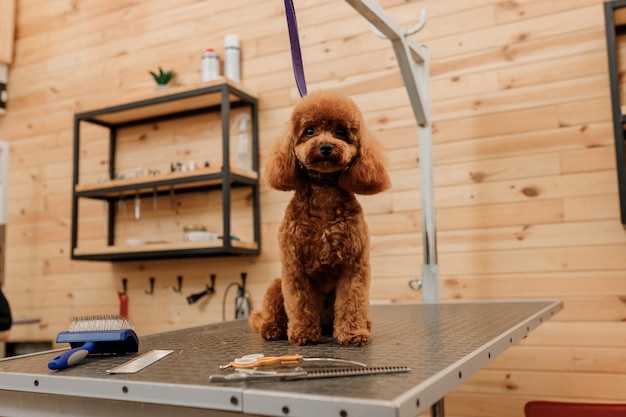 Teacup Poodle Dog на столе для груминга ждет стрижку от профессионального грумера