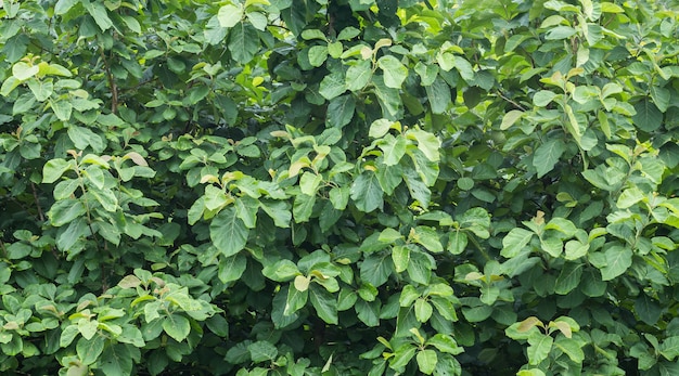 Teak leaf as background , tropical tree