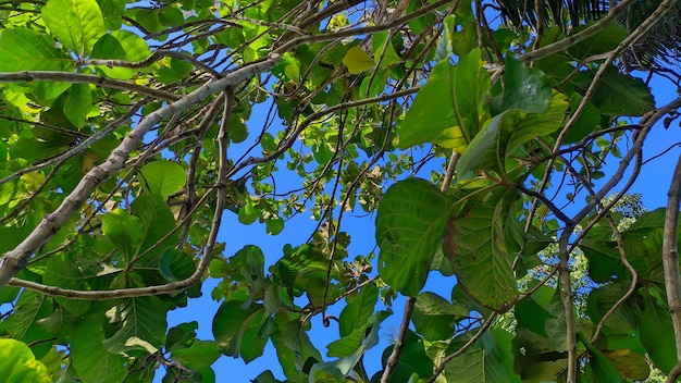 teak tree leaf wallpaper