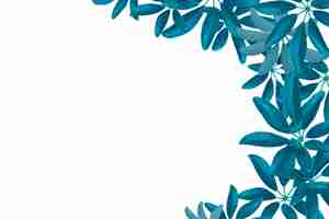 Photo teal leaves pattern dwarf umbrella tree or schefflera arboricolaisolated on white background