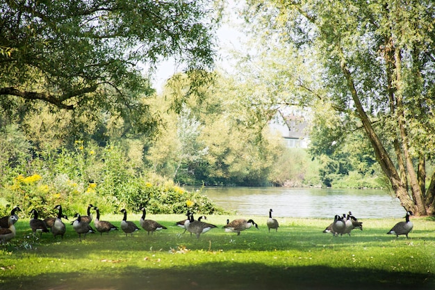 Teals in public park at riverside of Neckar River in Ladenburg Germany