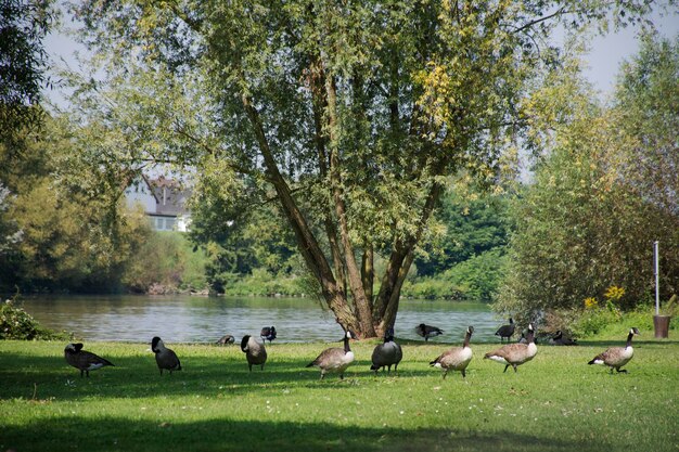 Alzavole nel parco pubblico sul lungofiume del fiume neckar a ladenburg in germania