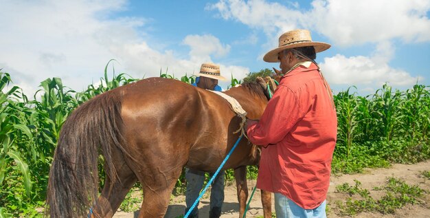 Photo team agriculture farmer and horse planting corn