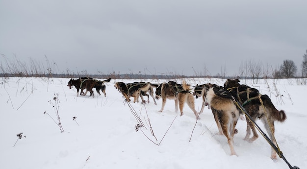 Team of Alaska huskies strong and hardy trains in winter in snow in north