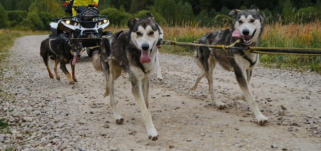 Team of alaskan huskies pulls an quadcycle along rural dirt\
road happy team of dogs running