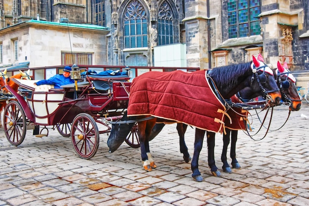 Team of horses and their coach at St Stephen Cathedral and Stephansplatz, Vienna, Austria. People on the background