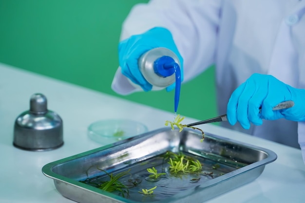 A team of research scientists work and experiment on plant tissue culture in the plant research laboratory focus education concept